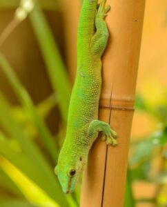 Chameleon changes colours to blend in with its surroundings.