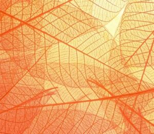 We can see light through a permeable collage of leaves.