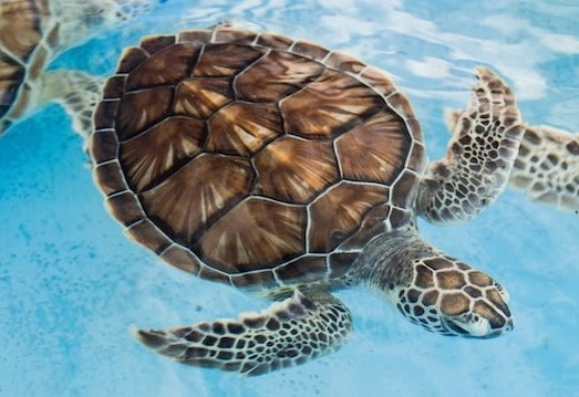 turtle swimming
