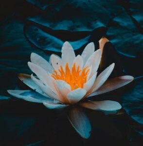 The lotus flower is a symbol of meditative peace and holiness.